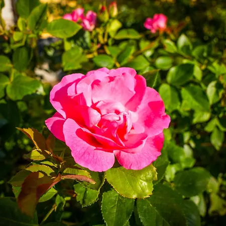 Albergo-toscana Hotel