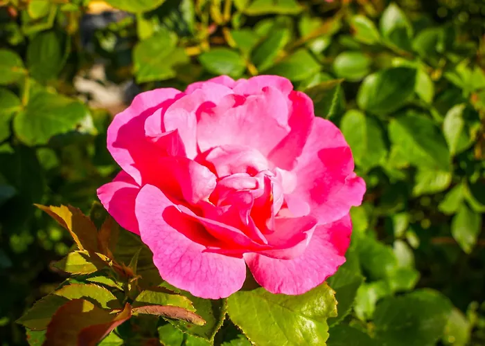 Albergo-toscana فندق