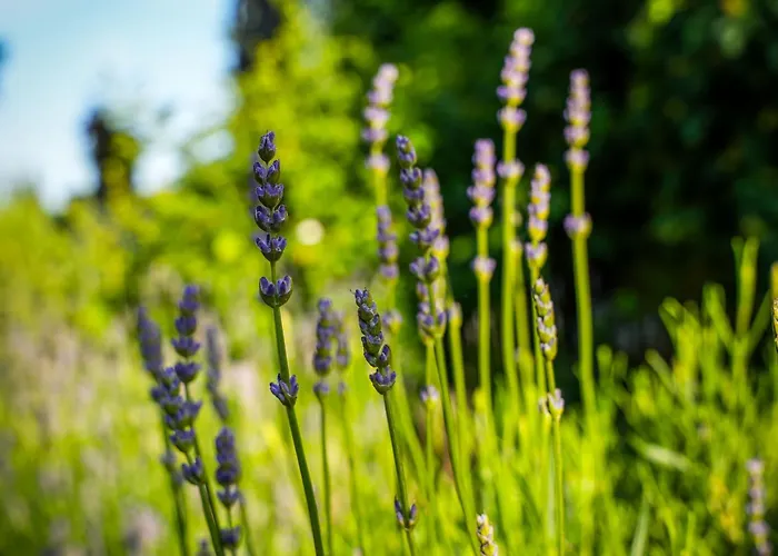 فندق Albergo-toscana