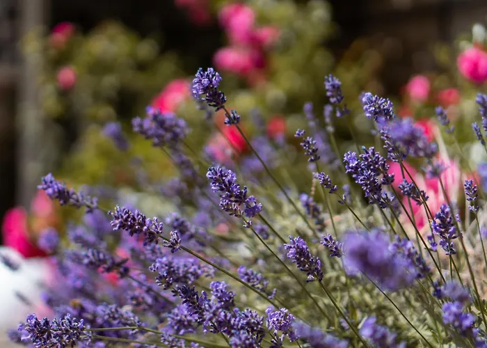 فندق Albergo-toscana