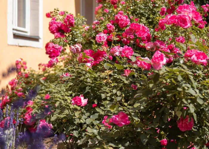 Albergo-toscana فندق باد سشاندو